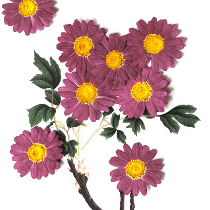 50 Pcs Real Pressed Dried Daisy Flowers