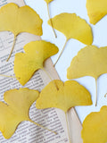 Load image into Gallery viewer, 50 Pcs Dried Pressed Ginkgo Leaves for Crafts