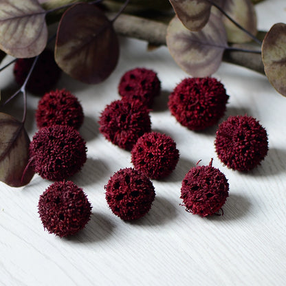 Natural Dried Maple Fruits for DIY Crafting
