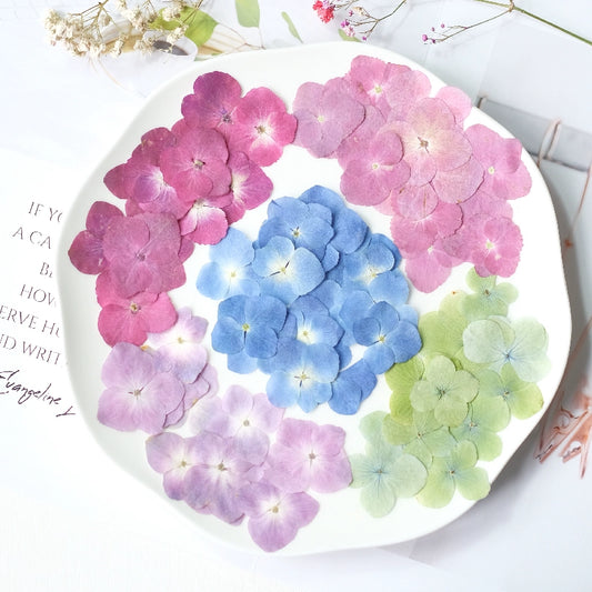 50 Pcs Real Pressed Dried Hydrangea Petals