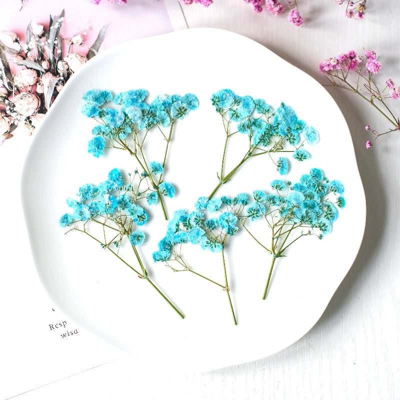 100Pcs Real Pressed Dried Baby's Breath