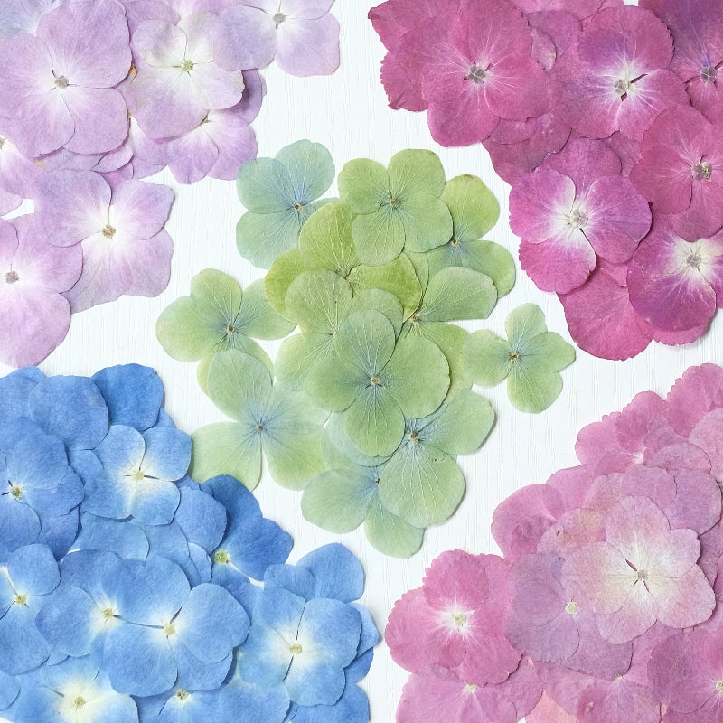 50 Pcs Real Pressed Dried Hydrangea Petals