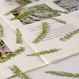 Load image into Gallery viewer, 6 Pcs Dried Pressed Green Plants for DIY Crafts