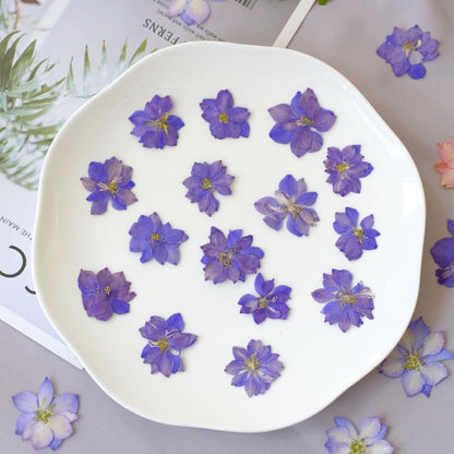 50 Pcs Vibrant Dyed Pressed Delphinium Flowers