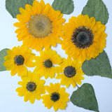 Load image into Gallery viewer, Real Pressed Dried Sunflower for Resin Art