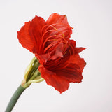Load image into Gallery viewer, Real Touch Artificial Amaryllis Stem (58cm)