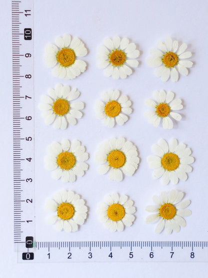 60 Pcs Real Dried Pressed Daisy Flowers