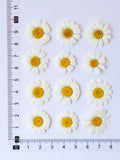 Load image into Gallery viewer, 50 Pcs Real Dried Pressed Chamomile Flowers