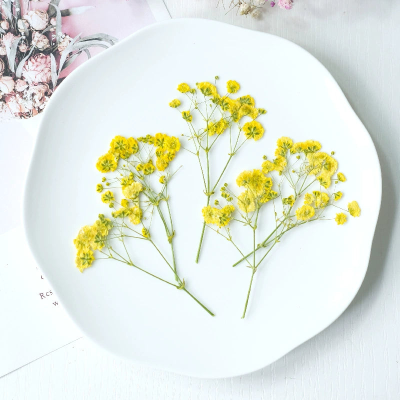 100Pcs Real Pressed Dried Baby's Breath