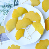 Load image into Gallery viewer, 50 Pcs Dried Pressed Ginkgo Leaves for Crafts