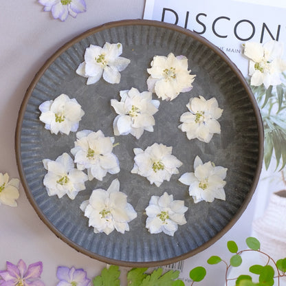 50 Pcs Vibrant Dyed Pressed Delphinium Flowers