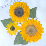 Load image into Gallery viewer, Real Pressed Dried Sunflower for Resin Art