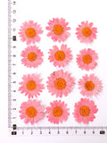 Load image into Gallery viewer, 12 Pcs Pressed Dried Dyed Daisy Flowers