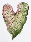 Load image into Gallery viewer, Real Dried Pressed Caladium Leaves
