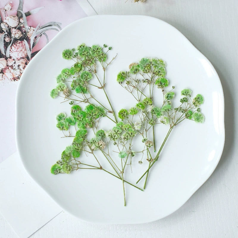 100Pcs Real Pressed Dried Baby's Breath