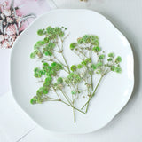 Load image into Gallery viewer, 12 Pcs Pressed Dried Baby&#39;s Breath Flowers