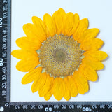 Load image into Gallery viewer, Real Pressed Dried Sunflower for Resin Art