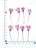 Load image into Gallery viewer, 60 Pcs Dried Pressed Malus Spectabilis Flower