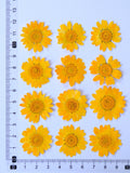 Load image into Gallery viewer, 12 Pcs Pressed Dried Dyed Daisy Flowers