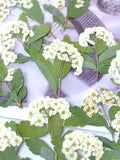 Load image into Gallery viewer, 50 Pcs Real Dried Pressed Spirea Flowers