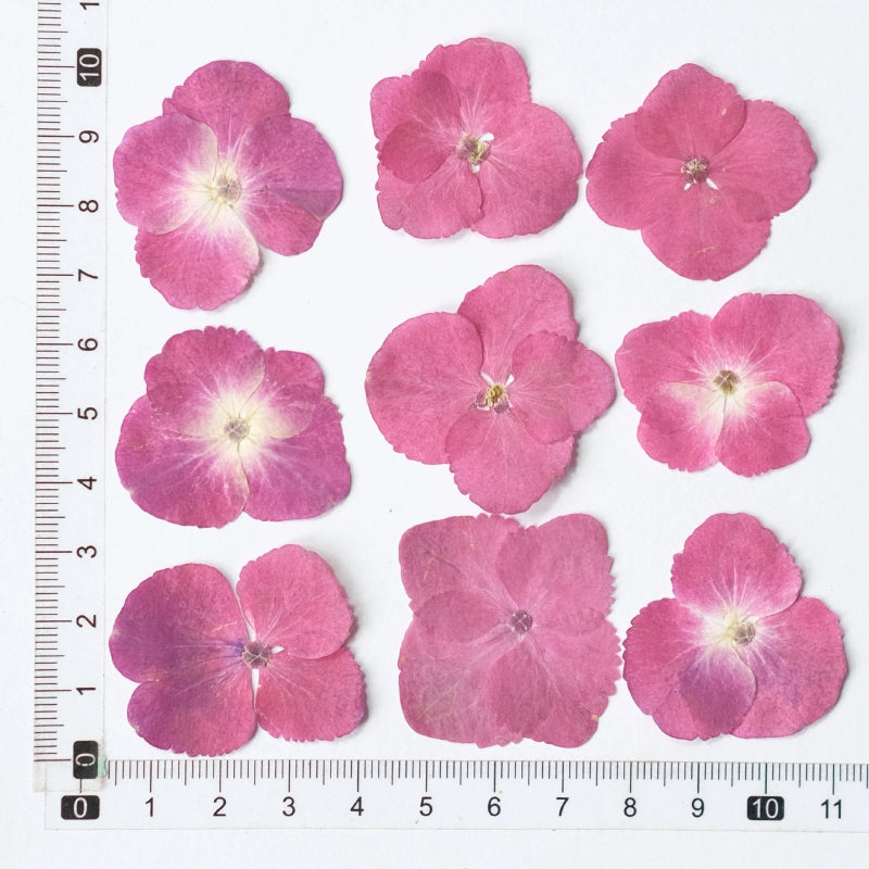 50 Pcs Real Pressed Dried Hydrangea Petals