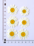 Load image into Gallery viewer, 12 Pcs Pressed Dried Dyed Daisy Flowers