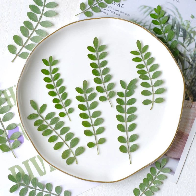 60 Pcs Real Pressed Dried Pepper Tree Leaves