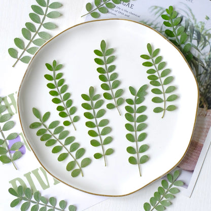 60 Pcs Real Pressed Dried Pepper Tree Leaves