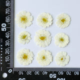 Load image into Gallery viewer, 50 Pcs Real Dried Pressed Chamomile Flowers