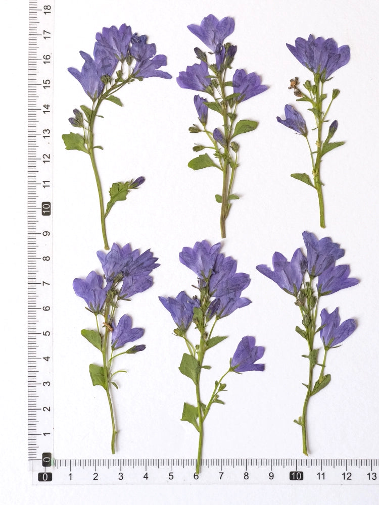 Real Dried Pressed Bellflowers for DIY Crafts