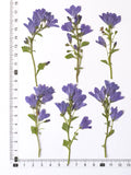 Load image into Gallery viewer, Real Dried Pressed Bellflowers for DIY Crafts