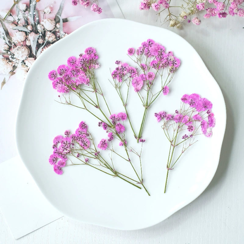 100Pcs Real Pressed Dried Baby's Breath