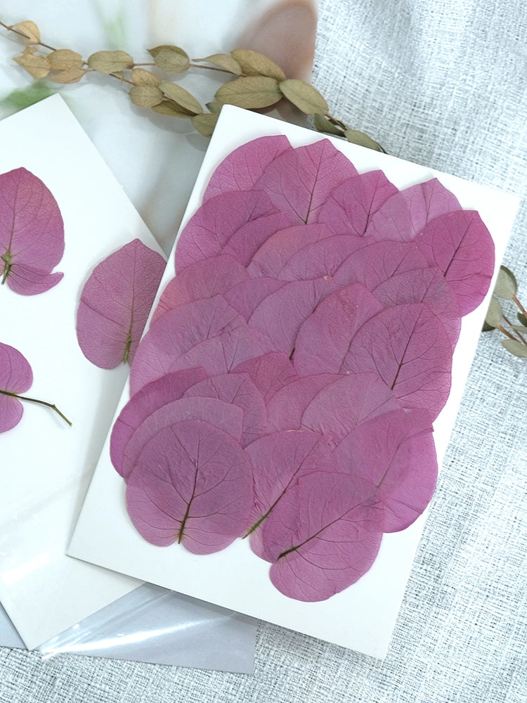 50 Pcs Real Pressed Dried Bougainvillea Petals