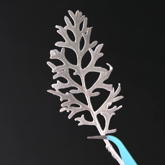 50 Pcs Real Pressed Dried Silver Ragwort Leaves
