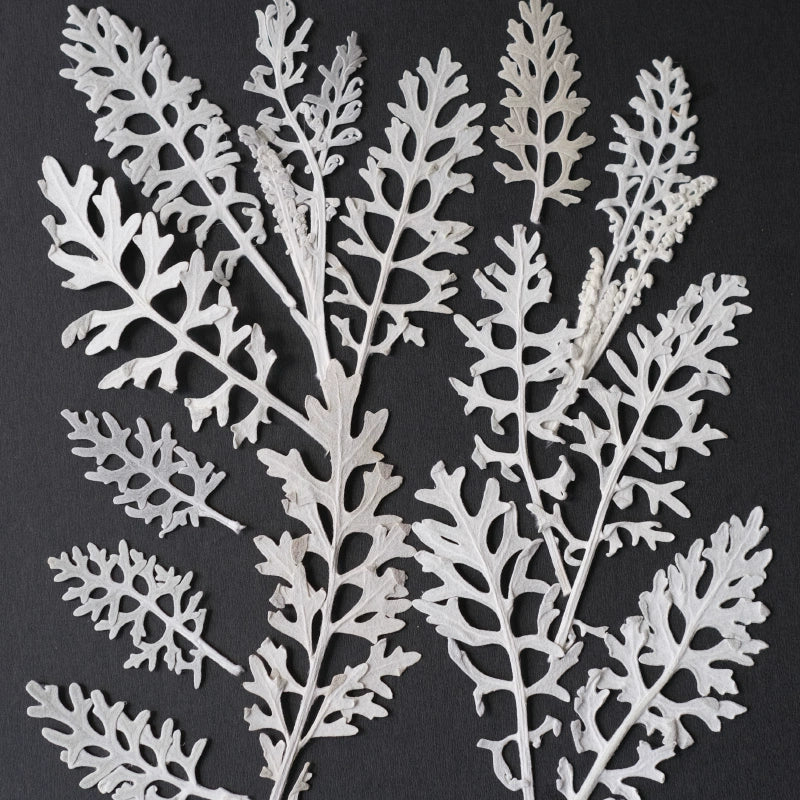 50 Pcs Real Pressed Dried Silver Ragwort Leaves