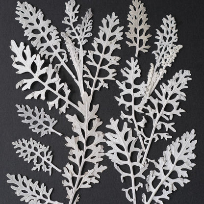 50 Pcs Real Pressed Dried Silver Ragwort Leaves