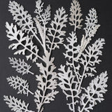 Load image into Gallery viewer, 50 Pcs Dried Pressed Silver Ragwort Leaves