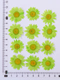 Load image into Gallery viewer, 12 Pcs Pressed Dried Dyed Daisy Flowers