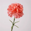 Peach Pink
