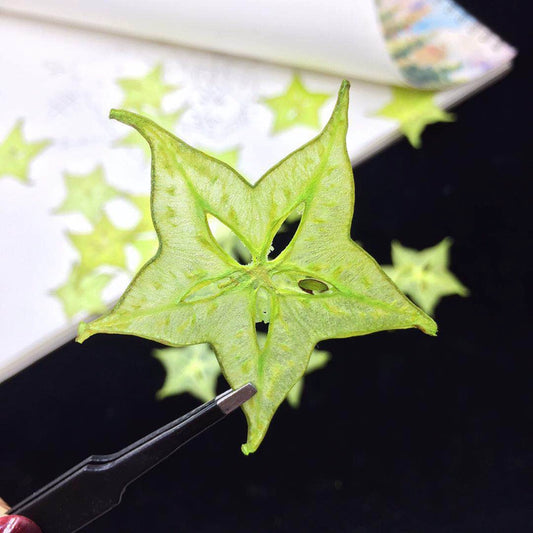 10 Pcs Real Pressed Dried Star Fruit Slices