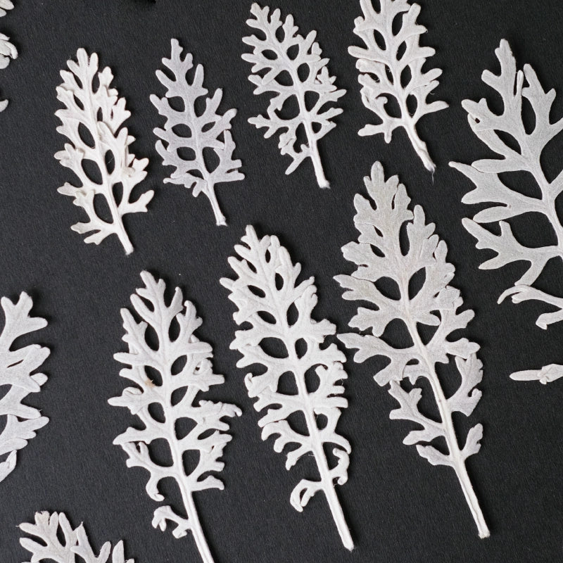 50 Pcs Real Pressed Dried Silver Ragwort Leaves