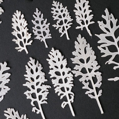 50 Pcs Real Pressed Dried Silver Ragwort Leaves