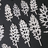 Load image into Gallery viewer, 50 Pcs Dried Pressed Silver Ragwort Leaves