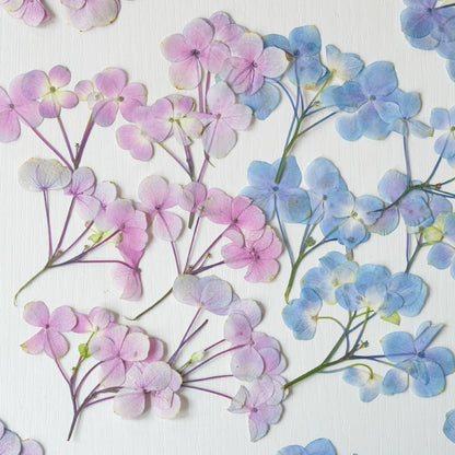 50 Pcs Real Pressed Dried Hydrangea Flower