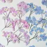 Load image into Gallery viewer, 50 Pcs Real Pressed Dried Hydrangea Flower