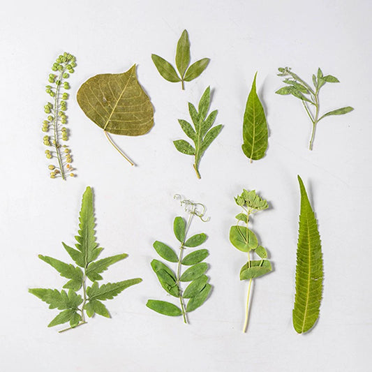 35 Pcs Assorted Dried Pressed Green Leaves