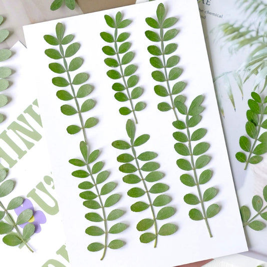 60 Pcs Real Pressed Dried Pepper Tree Leaves