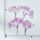 Load image into Gallery viewer, 50 Pcs Real Pressed Dried Hydrangea Flower