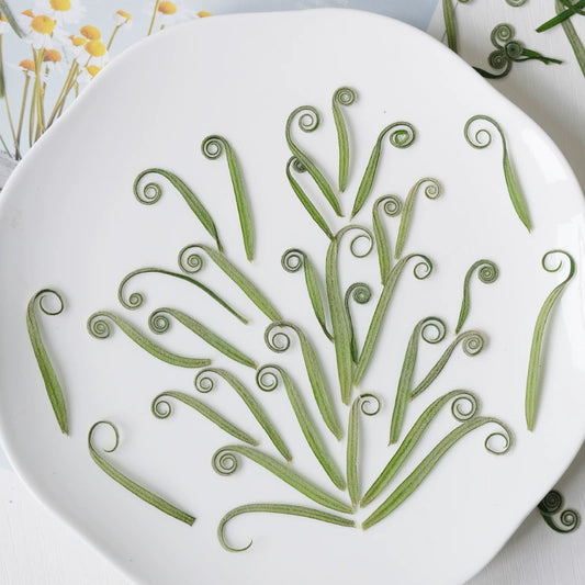 100 Pcs Real Pressed Dried Curled Fern Stems