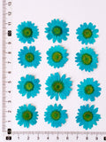 Load image into Gallery viewer, 12 Pcs Pressed Dried Dyed Daisy Flowers